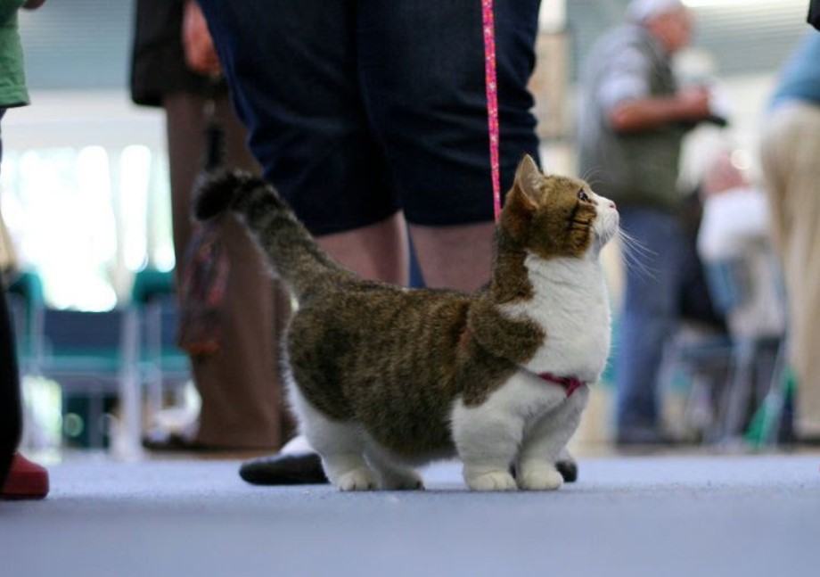 Mèo Munchkin - Chú Mèo "chân ngắn" xinh xắn và đáng yêu 8 - kythuatcanhtac.com