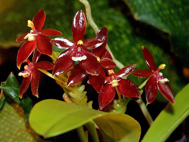 Lan hồ điệp rừng Phalaenopsis cornu-cervi. - kythuatcanhtac.com