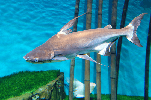 Cá mập nước ngọt – Cá mập kiểng - kythuatcanhtac.com