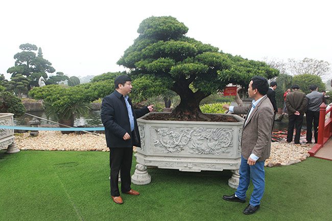 amp;#34;Choángamp;#34; với bộ ba cây quý gần 20 tỷ của đại gia Thái Nguyên - 3 - kythuatcanhtac.com