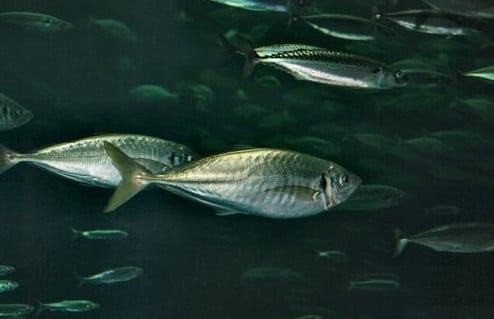 Cá Sòng - Đặc điểm sinh học của Cá Sòng 7 - kythuatcanhtac.com