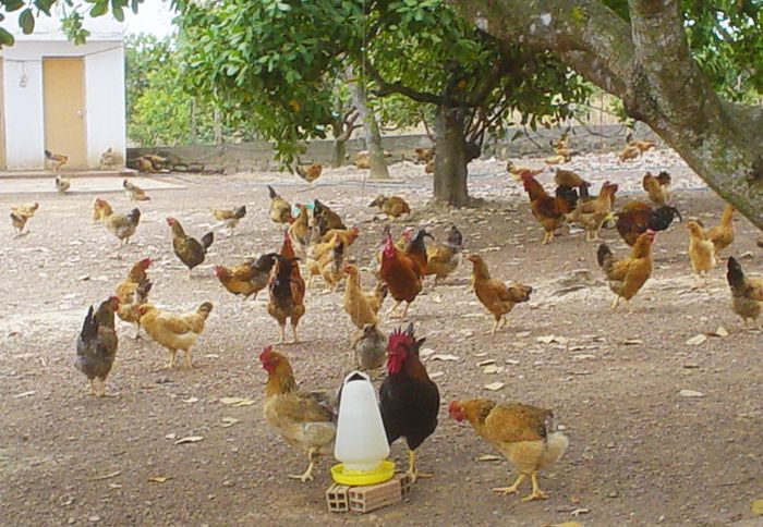 Kỹ thuật nuôi gà thả vườn. Mô hình trang trại nuôi gà thả vườn hiệu quả - kythuatcanhtac.com