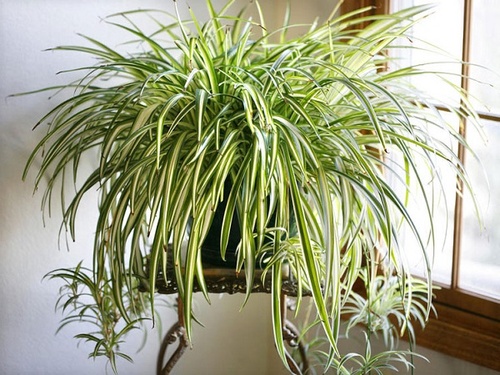 Các loại cây xanh trong nhà và văn phòng đẹp, hợp phong thủy nên trồng - 3 - kythuatcanhtac.com