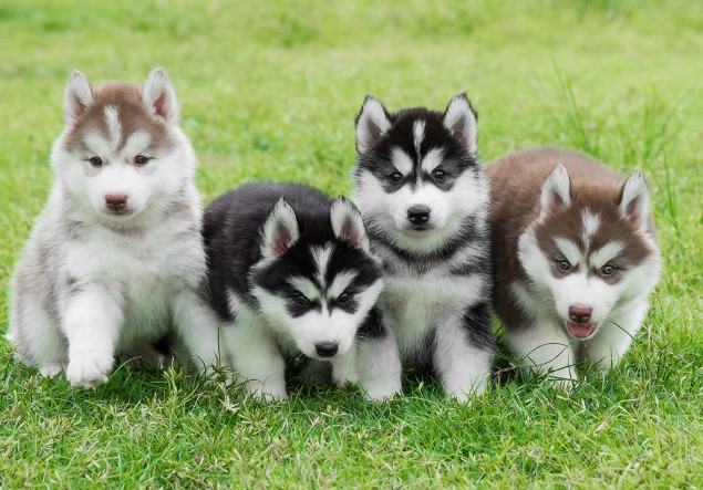 Chó Husky sibir - Những thông tin cơ bản về nguồn gốc, đặc điểm, cách chăm sóc chú chó Husky sibir 11 - kythuatcanhtac.com