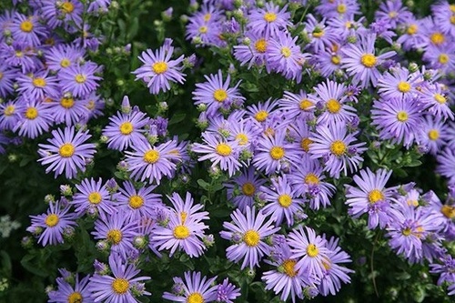 Hoa Cúc - Đặc điểm, ý nghĩa, công dụng và cách trồng giúp hoa nở đẹp - 4 - kythuatcanhtac.com