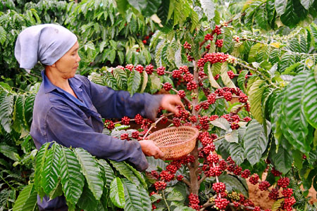 Kỹ thuật chăm sóc cây cà phê sau thu hoạch - kythuatcanhtac.com