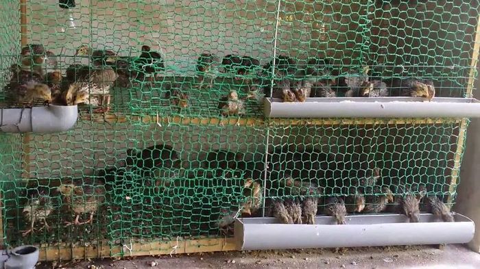 Kỹ thuật nuôi chim cút thịt. Cách nuôi chim cút thả vườn & nhốt chuồng - kythuatcanhtac.com