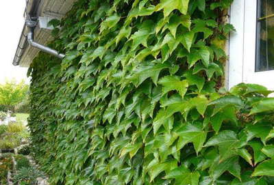 Cây hoa leo ivy – cách trồng và chăm sóc cây hoa leo ivy 4 - kythuatcanhtac.com