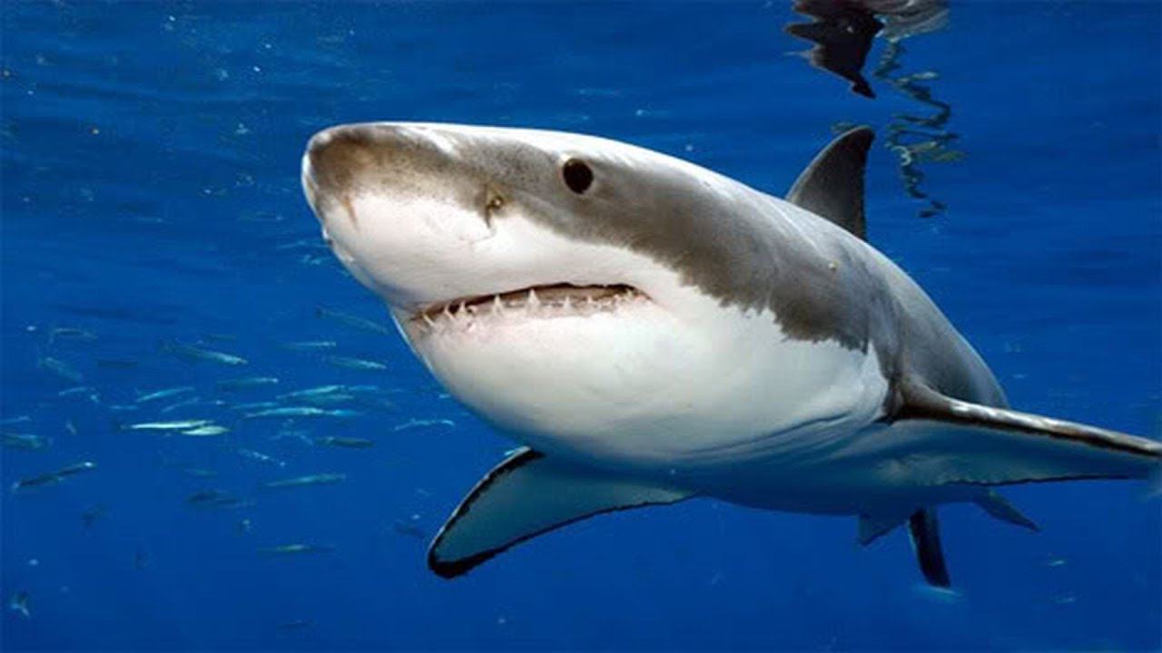 Đặc điểm hình thái của cá Mập - kythuatcanhtac.com