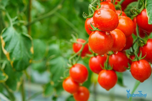 Các giống cây cà chua chống được bệnh cháy lá để phát triển - kythuatcanhtac.com