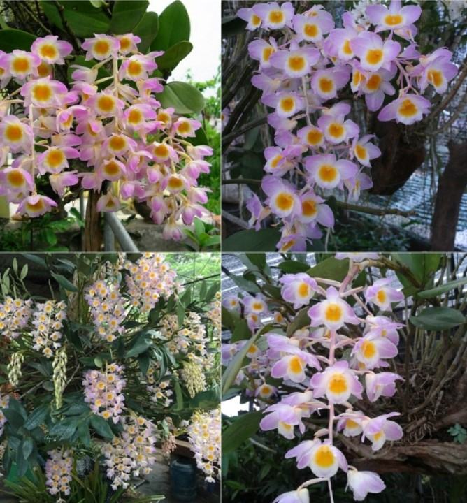 Hoa lan kiều- Cách trồng và chăm sóc hoa lan kiều đạt hiệu quả cao 16 - kythuatcanhtac.com