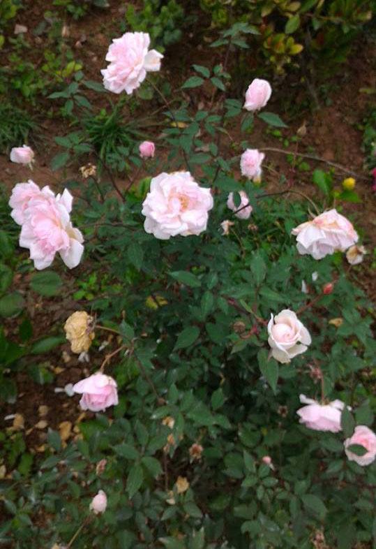 Hoa hồng đào cổ – Hoa hồng bản địa của người Việt 2 - kythuatcanhtac.com