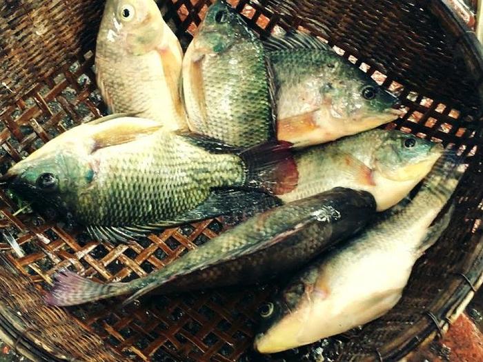 Giá cá rô phi, cá rô đầu vuông giống. Trang trại bán cá rô giống uy tín - kythuatcanhtac.com
