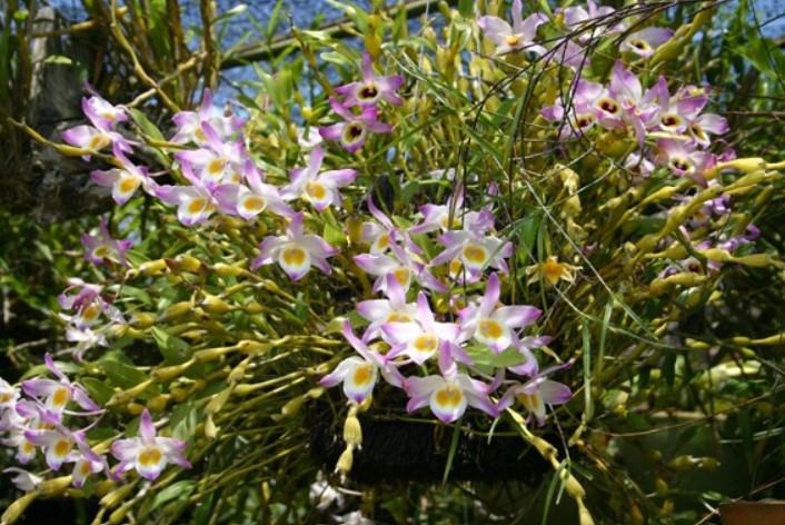 Hoa lan chuỗi ngọc - Loài hoa lan đẹp khiến người nhìn mê mẩn 15 - kythuatcanhtac.com
