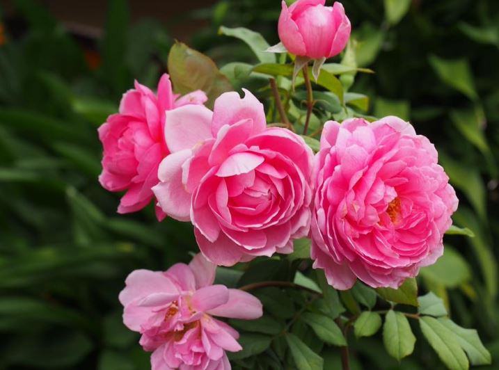 Cách trồng và chăm sóc hoa hồng leo Huntington rose - kythuatcanhtac.com