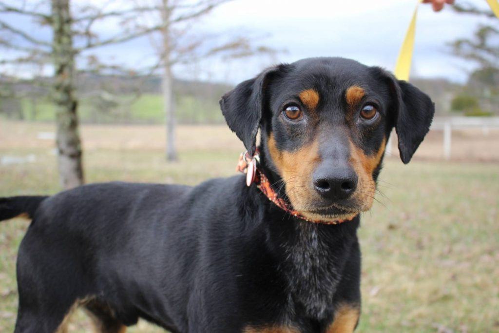 Chú chó Doberman lai Beagle với ngoại hình nhỏ bé - kythuatcanhtac.com