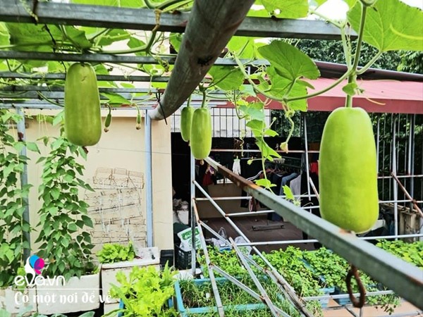 Mẹ Hưng Yên cẩu đất lên sân thượng trồng cà chua, vài tháng sau được cả vườn sai lúc lỉu - 8 - kythuatcanhtac.com