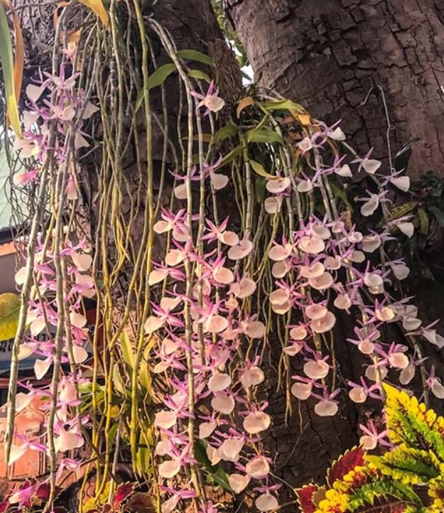 Hoa lan hạc vỹ - Loài hoa nhiều ý nghĩa và mang lại giá trị kinh tế cao 15 - kythuatcanhtac.com