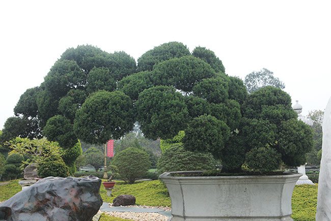 amp;#34;Choángamp;#34; với bộ ba cây quý gần 20 tỷ của đại gia Thái Nguyên - 13 - kythuatcanhtac.com