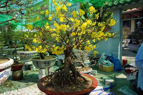 Những loại hoa Tết người Sài Gòn thường mua để mang lại tài lộc, may mắn cả năm - 3 - kythuatcanhtac.com