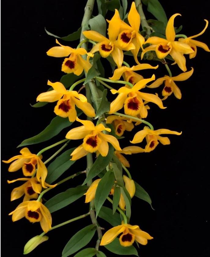 Hoa lan trầm vàng - Loài hoa có hương thơm dịu dàng và quyến rũ 11 - kythuatcanhtac.com
