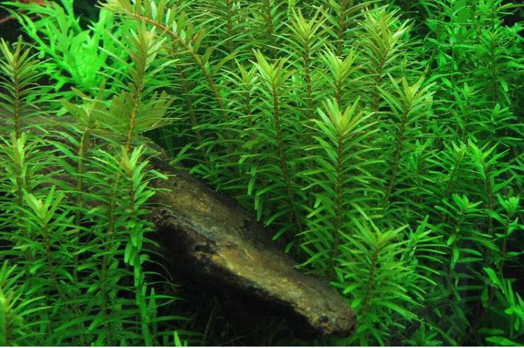Cây Thủy Sinh - Các loại cây thủy sinh đẹp nhất và dễ trồng nhất 19 - kythuatcanhtac.com
