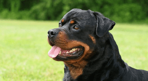Chó Rottweiler - Hướng dẫn mua và cách nuôi Chó Rottweiler A-Z 14 - kythuatcanhtac.com
