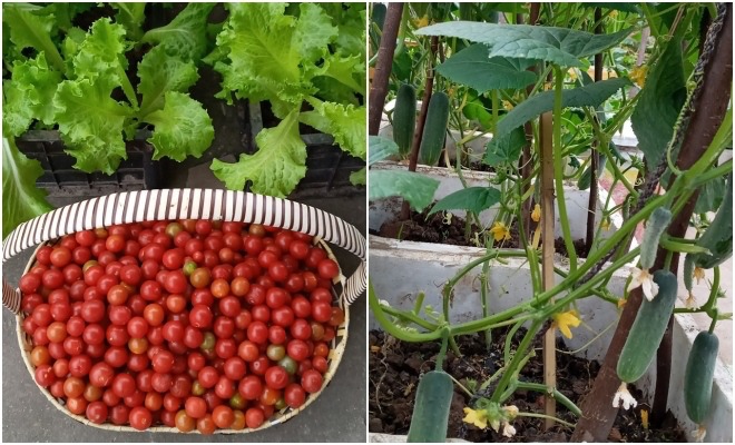 Mẹ Hải Phòng làm ròng rọc tời đất lên sân thượng trồng cà chua, quả kết từng chùm trĩu giàn - 12 - kythuatcanhtac.com