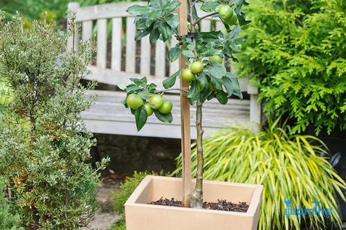Cách trồng cây táo trong chậu - kythuatcanhtac.com