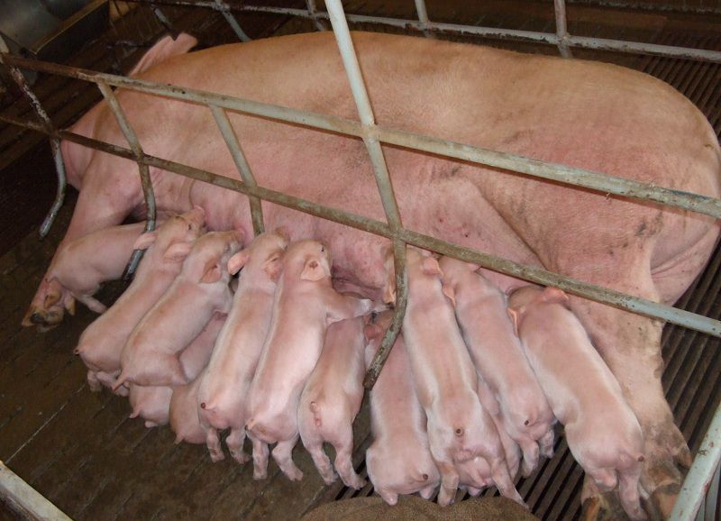 Các bệnh thường gặp ở lợn con mới đẻ. Cách chữa bệnh cho lợn con  - kythuatcanhtac.com