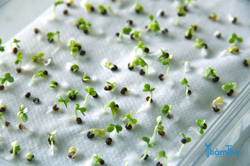 Đặt hạt lên khăn giấy ướt và quan sát xem có bao nhiêu hạt nảy mầm - kythuatcanhtac.com