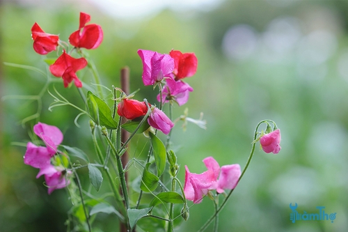 9 loại hoa tốt nhất cho vườn rau  - kythuatcanhtac.com