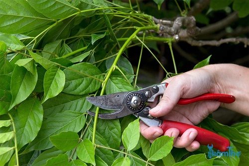 8 Lý do bạn nên cắt tỉa cây vào mùa hè - kythuatcanhtac.com