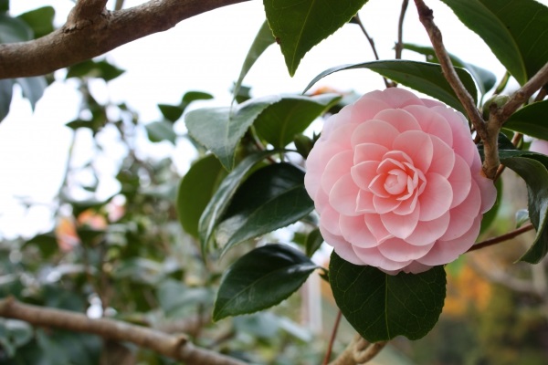 Hoa Trà: Hình ảnh, ý nghĩa, cách trồng và chăm sóc giúp hoa nở đẹp - 8 - kythuatcanhtac.com