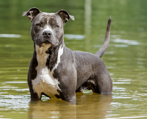 Chó Pitbull - Nguồn gốc, đặc điểm, cách chăm sóc chú chó Pitbull 19 - kythuatcanhtac.com