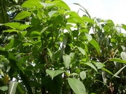 cây trichathera - kythuatcanhtac.com