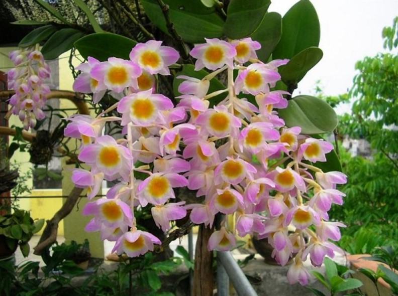 Hoa lan kiều tím - Loài hoa có vẻ đẹp không tỳ vết 19 - kythuatcanhtac.com