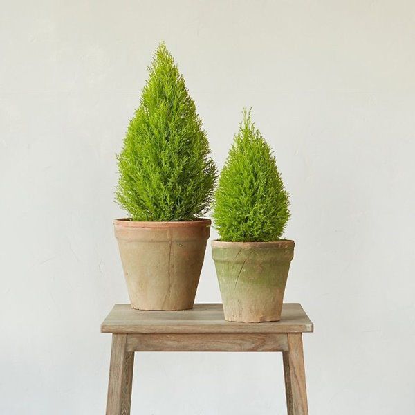 9 loại cây thanh lọc không khí trong nhà tốt nhất mà lại rất dễ trồng - 1 - kythuatcanhtac.com