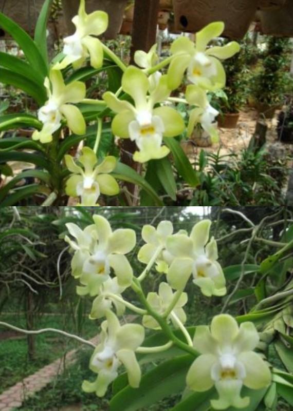 Hoa lan Vanda - Nguồn gốc, đặc điểm, cách trồng và chăm sóc hoa lan vanda 20 - kythuatcanhtac.com