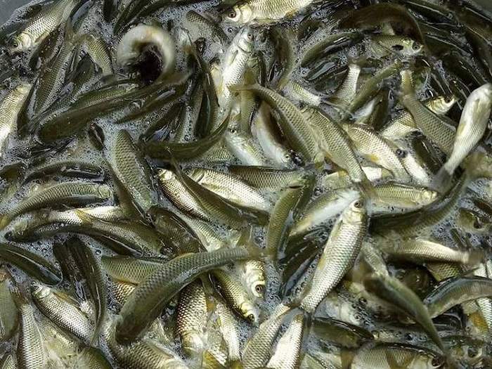 Giá cá trắm cỏ, cá trắm đen giống. Trang trại mua bán cá trắm giống uy tín - kythuatcanhtac.com