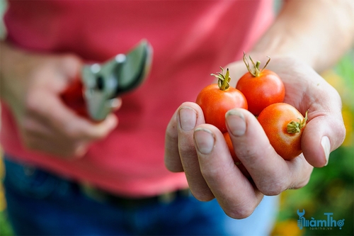 Chọn một vài quả cà chua khỏe mạnh để lấy hạt giống - kythuatcanhtac.com