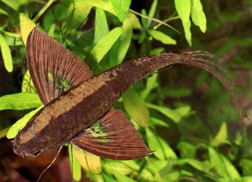 Cá cánh bướm châu phi, hồ điệp cổ đại - Đặc điểm và kỹ thuật nuôi 4 - kythuatcanhtac.com