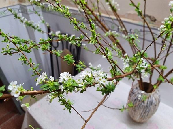 Hoa Tuyết Mai - Nguồn gốc, đặc điểm, ý nghĩa, cách chăm sóc hoa bền lâu - 1 - kythuatcanhtac.com