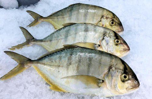 Cá bè vàng - kythuatcanhtac.com