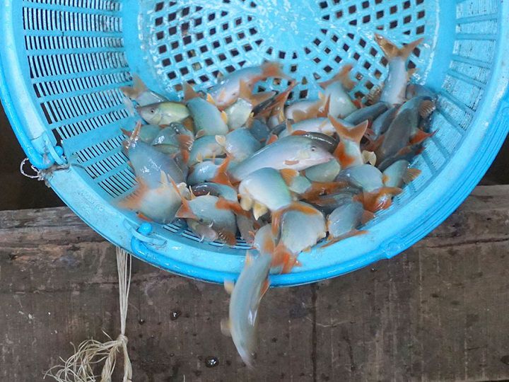 Mua bán cá giống ở Đồng Nai. Các trại cá giống uy tín ở Đồng Nai - kythuatcanhtac.com