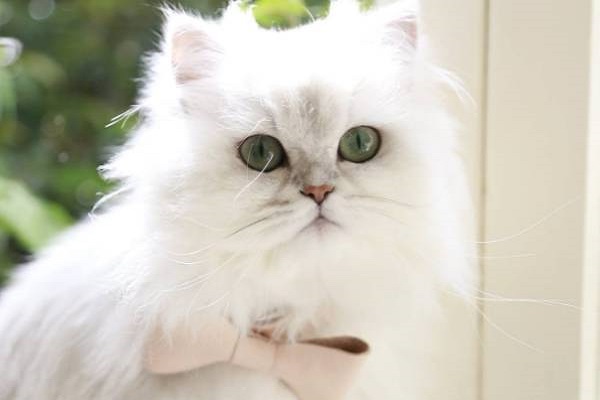 Mèo Ba Tư - Đặc điểm, giá bán, cách nuôi và chăm sóc tốt nhất - 8 - kythuatcanhtac.com
