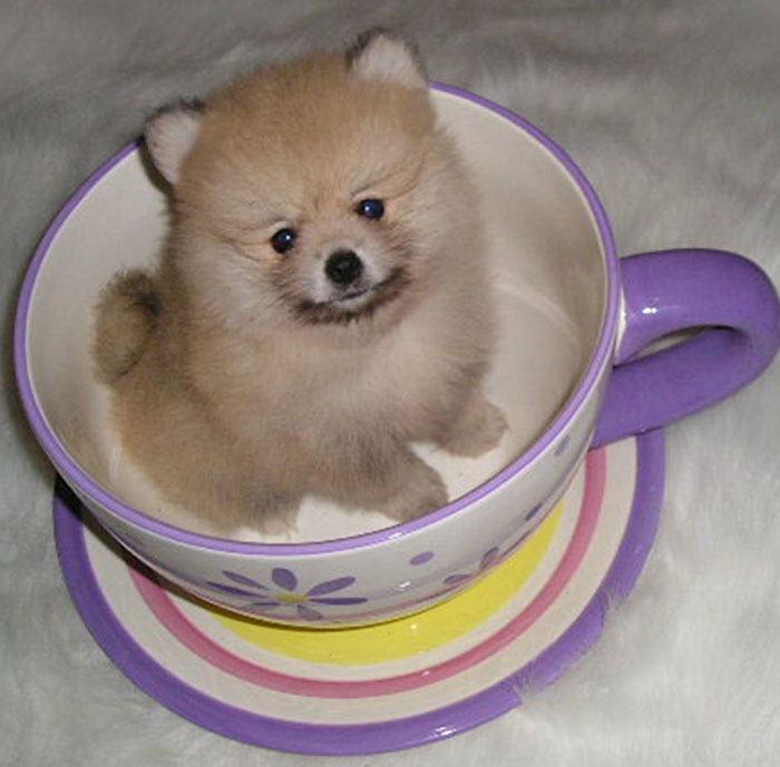 Kích cỡ chó Teacup Phốc sóc có thể đựng vừa trong một tách trà - kythuatcanhtac.com