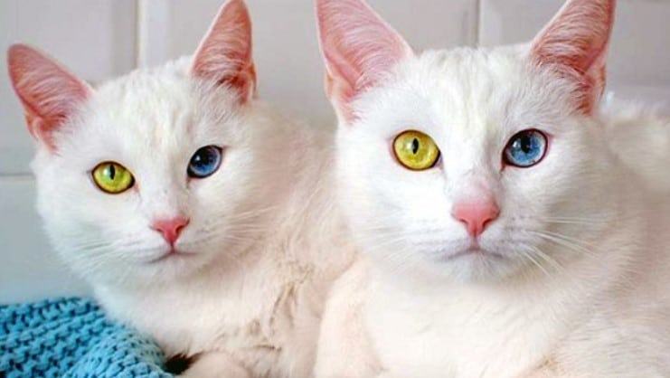 Mèo trắng - Các giống mèo trắng đẹp nhất hiện nay 16 - kythuatcanhtac.com