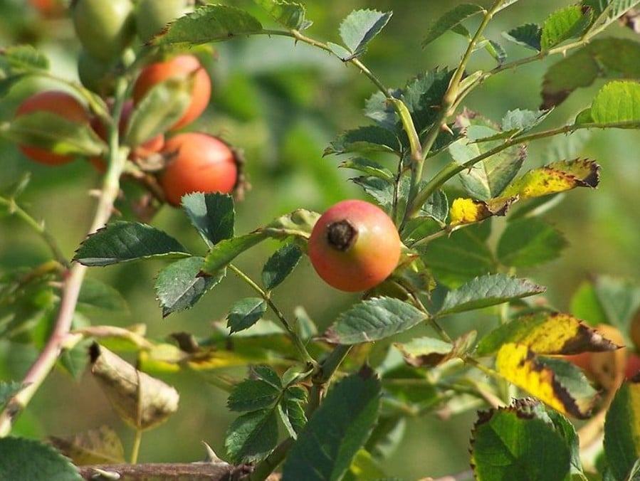Cây Tầm Xuân - Đặc điểm, công dụng, cách trồng và chăm soc 9 - kythuatcanhtac.com