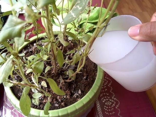 Đừng dùng nước từ vòi để tưới hoa, tất cả bậc thầy trồng hoa sử dụng 5 loại nước này - kythuatcanhtac.com